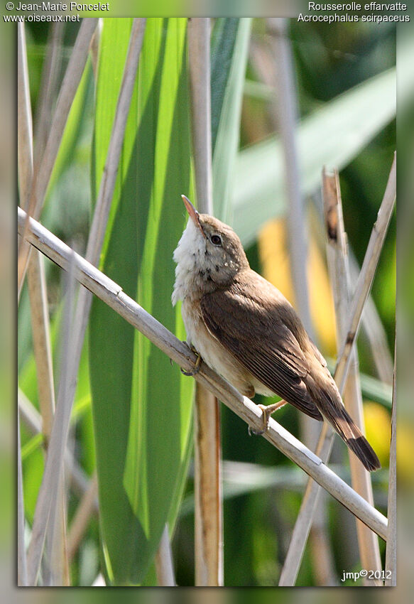 Eurasian Reed Warbler