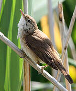 Eurasian Reed Warbler