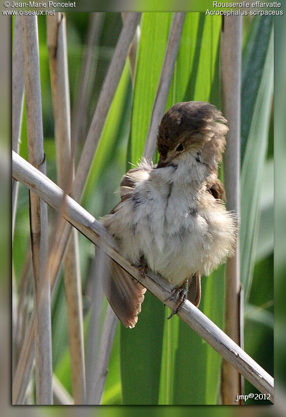 Common Reed Warbler