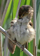 Eurasian Reed Warbler