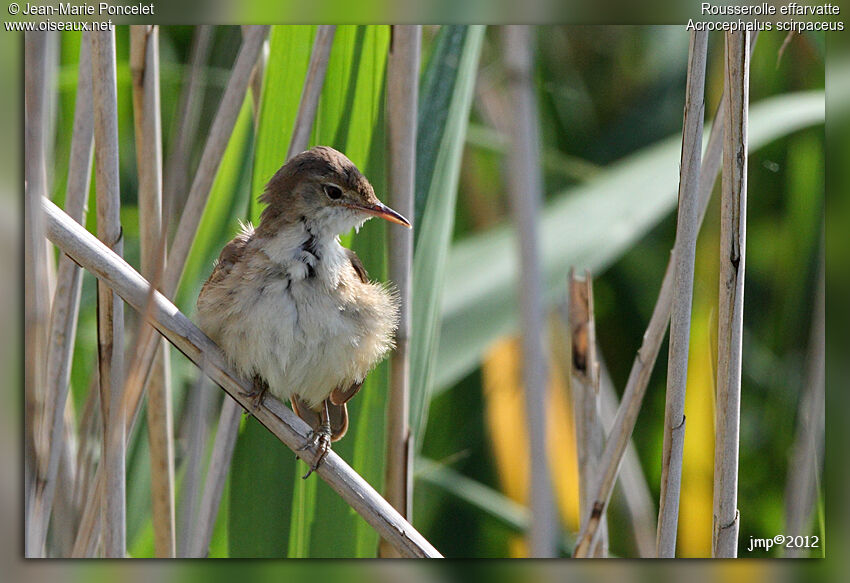 Common Reed Warbler