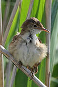 Common Reed Warbler