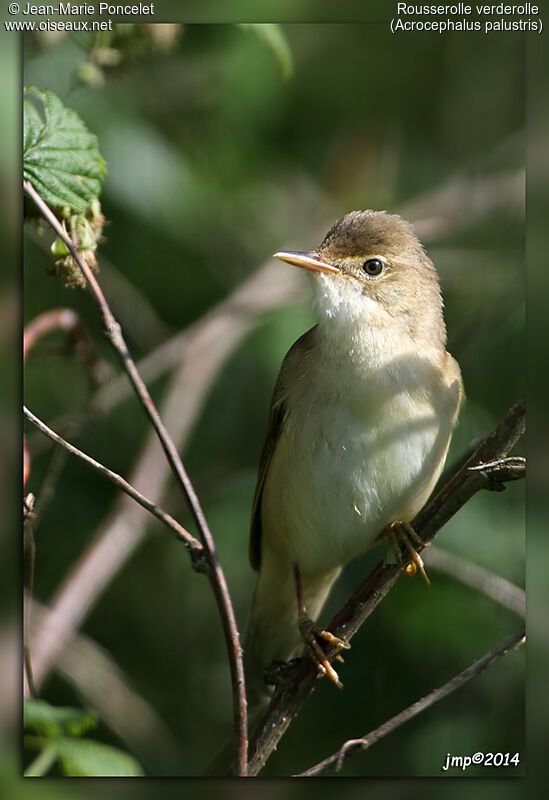 Marsh Warbler