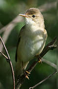 Marsh Warbler