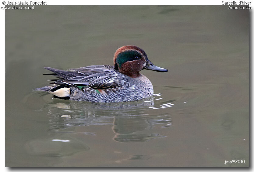 Eurasian Teal