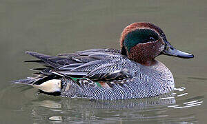 Eurasian Teal