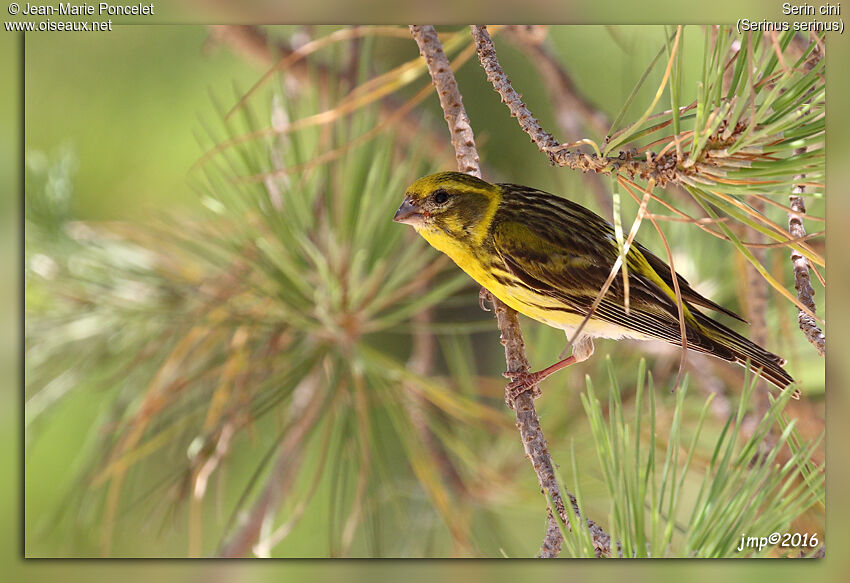 European Serin