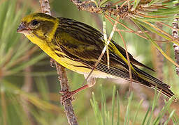 European Serin