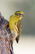 European Serin