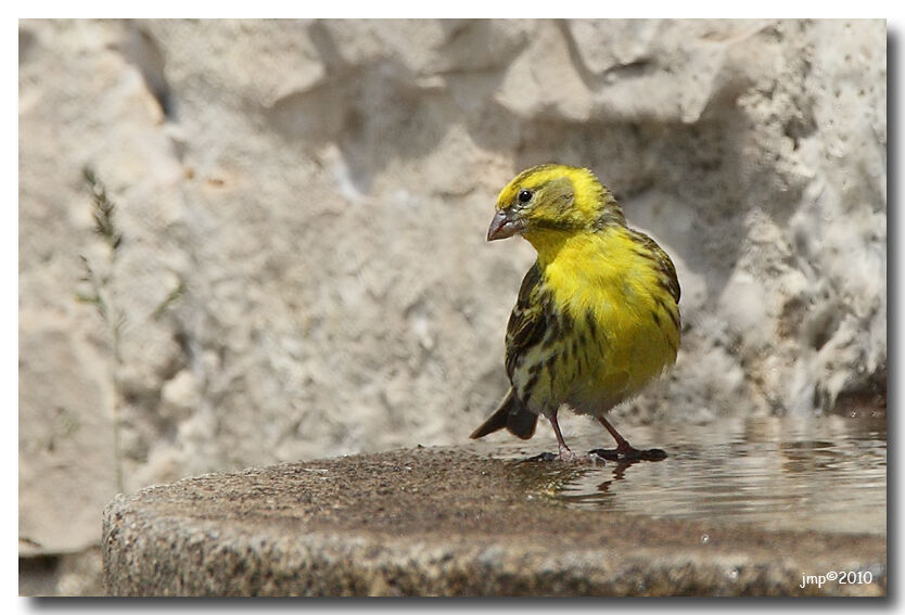 European Serin