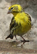 European Serin