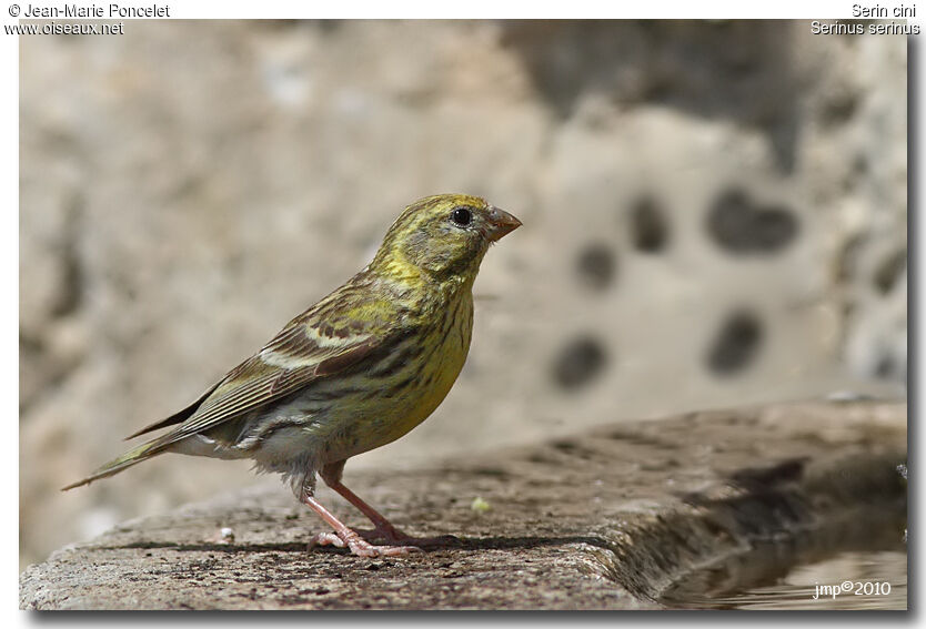 Serin cini femelle