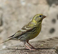 European Serin