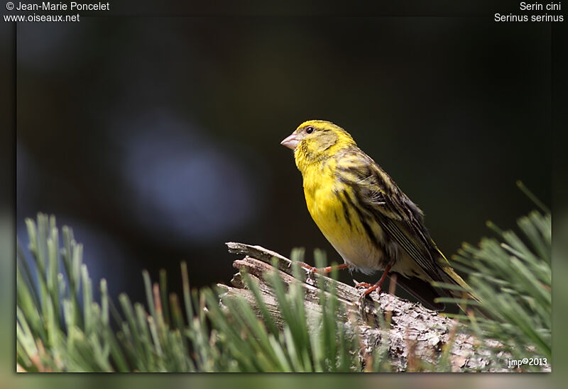 European Serin