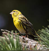 European Serin