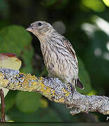 European Serin