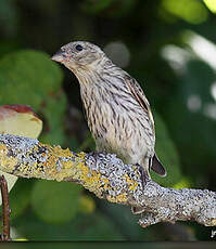 Serin cini