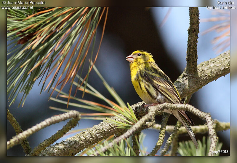 European Serin