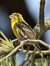 Serin cini