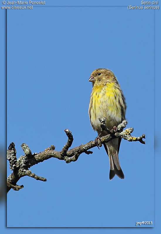 European Serin