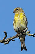 European Serin