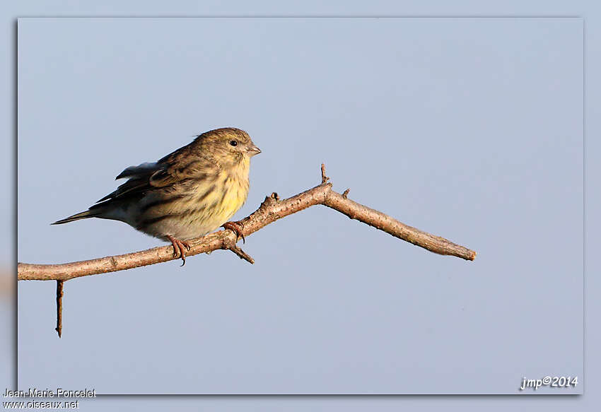 Serin cini femelle adulte