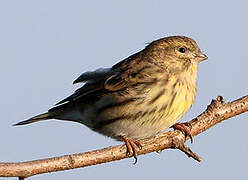 European Serin