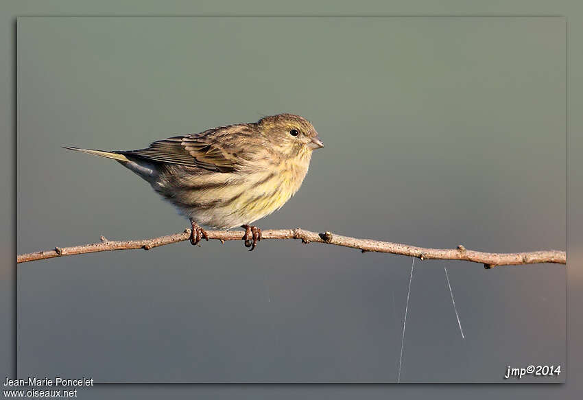 Serin cini femelle adulte, identification