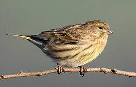 European Serin