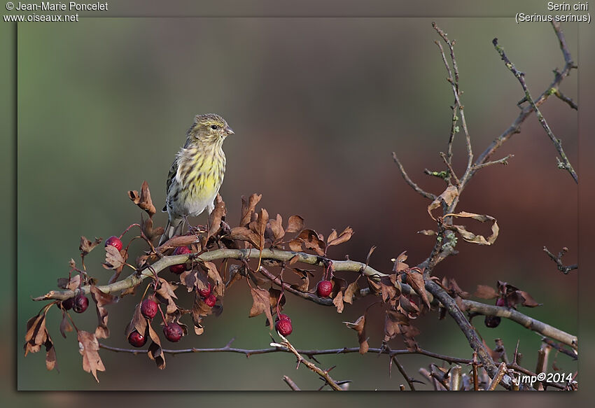 European Serin