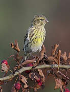 European Serin