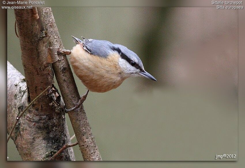 Eurasian Nuthatch