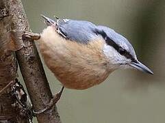 Eurasian Nuthatch