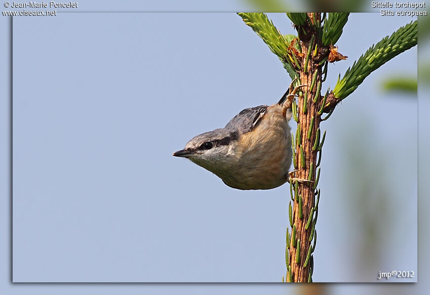 Eurasian Nuthatch