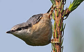 Eurasian Nuthatch