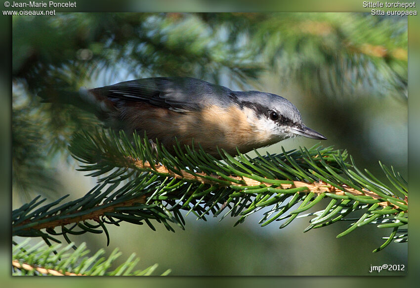 Eurasian Nuthatch