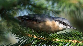 Eurasian Nuthatch