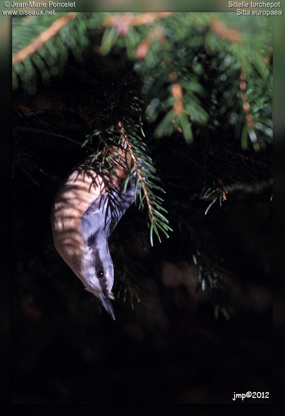 Eurasian Nuthatch