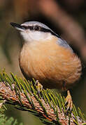 Eurasian Nuthatch