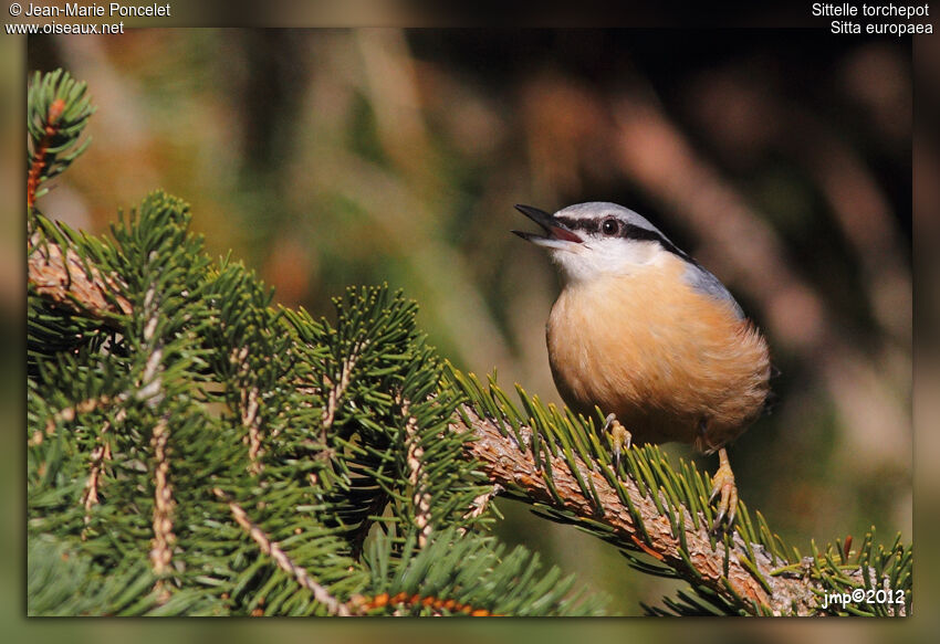 Eurasian Nuthatch