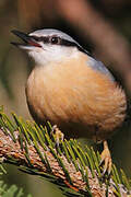 Eurasian Nuthatch