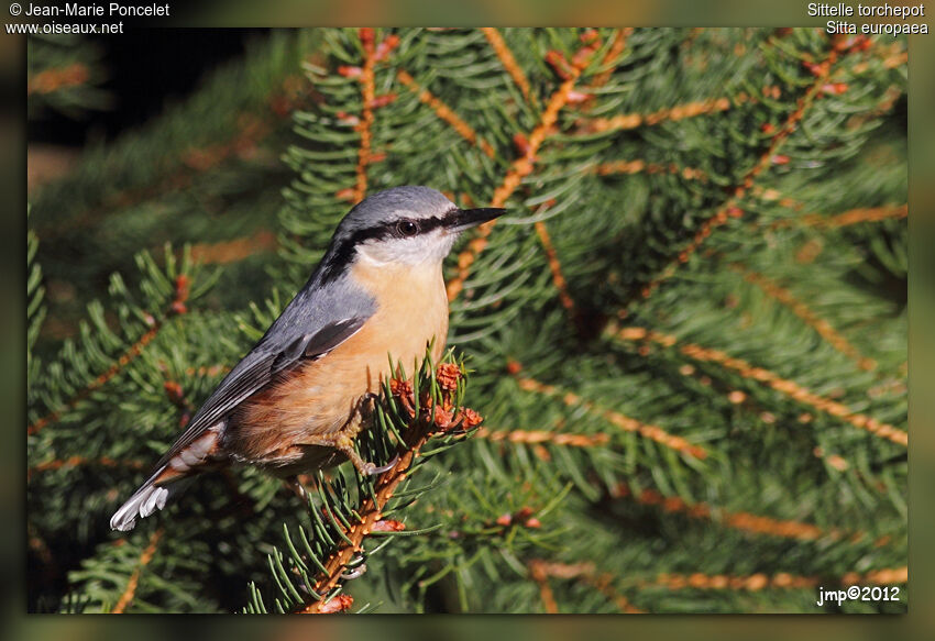 Eurasian Nuthatch