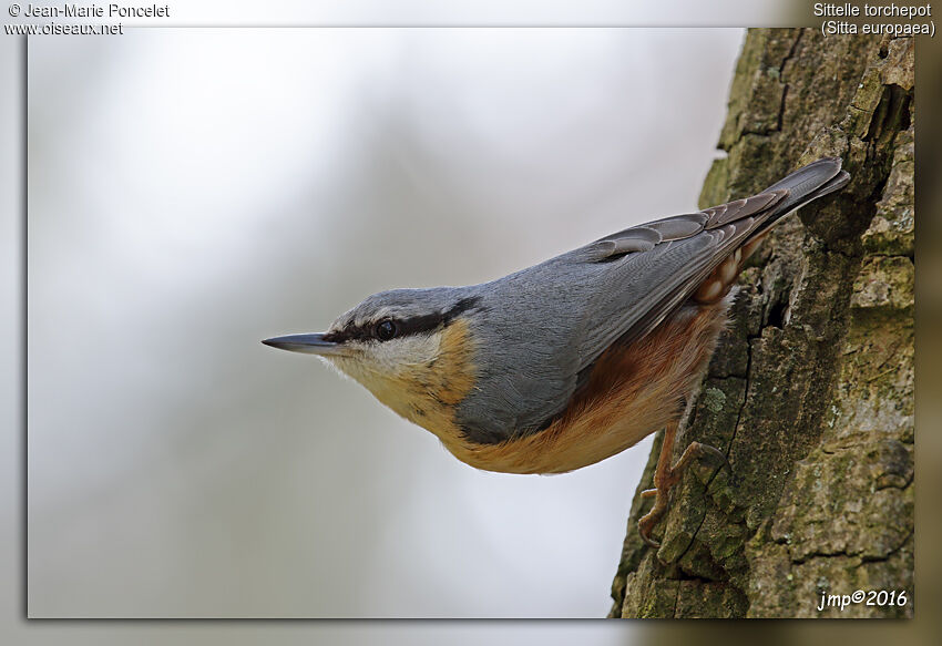 Eurasian Nuthatch