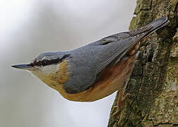 Eurasian Nuthatch