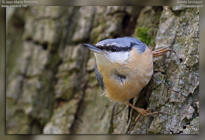 Eurasian Nuthatch