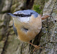 Eurasian Nuthatch