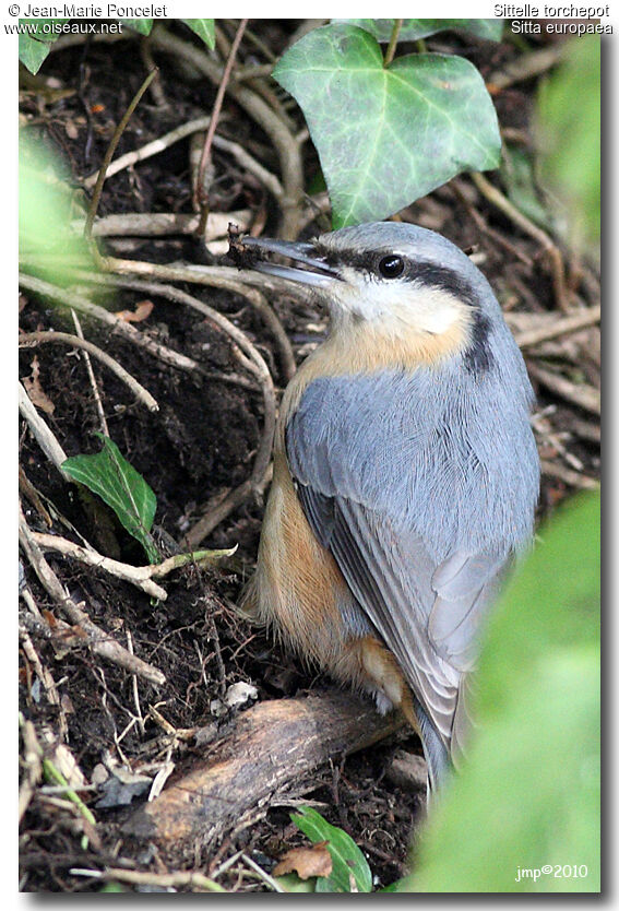 Eurasian Nuthatch