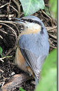 Eurasian Nuthatch