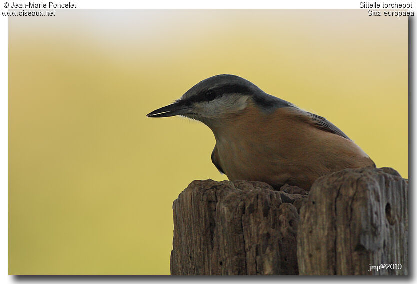 Eurasian Nuthatch