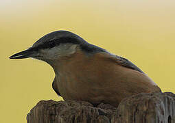 Eurasian Nuthatch